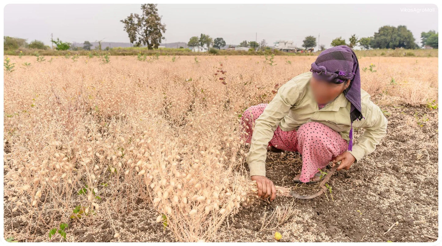 Woman working in a field with sickle harvesting crops. Trees in the background.