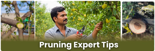 How to Use Pruners, Loppers & Saws Safely – Expert Tips for Beginners
