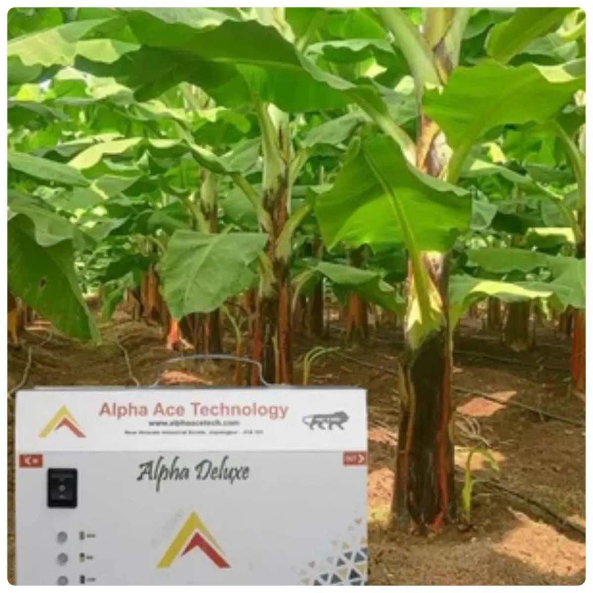 Alpha Ace Technology Alpha deluxe drip injector device in a banana plantation