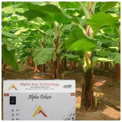 Alpha Ace Technology Alpha deluxe drip injector device in a banana plantation