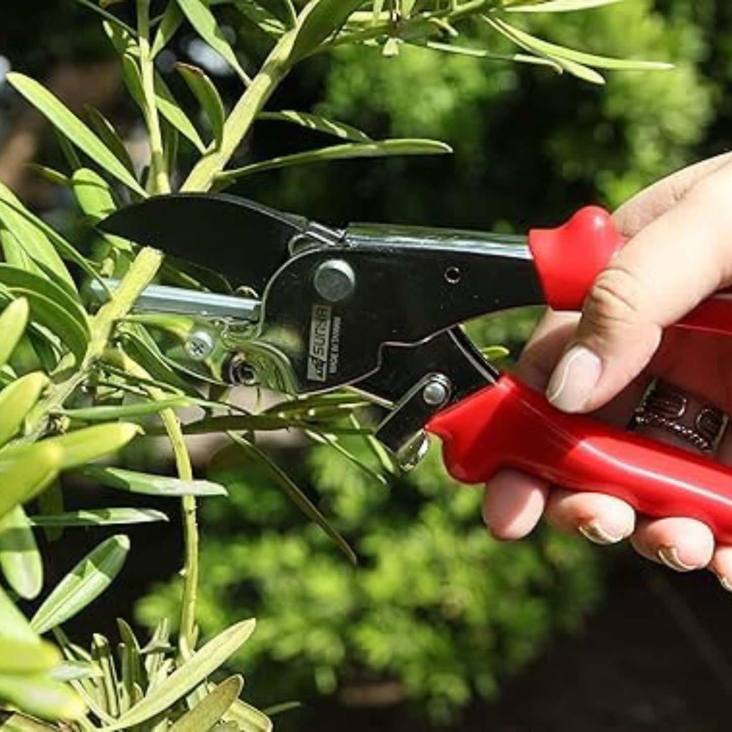 Person using a red and black pruning shears on green foliage