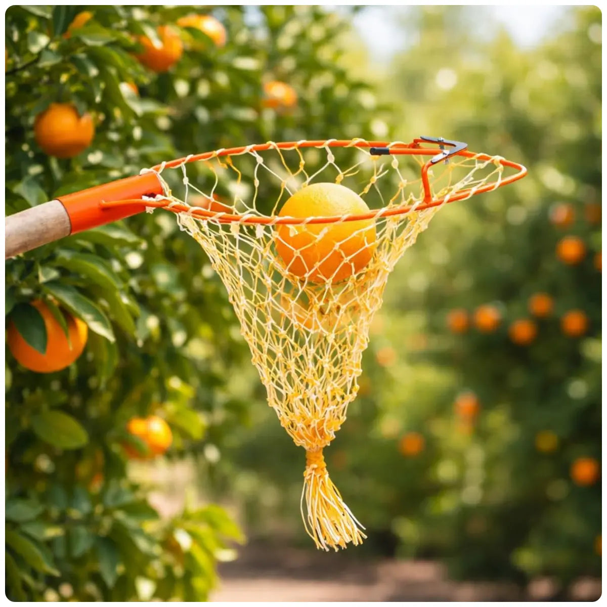 Orange being picked with a harvester net in an orchard