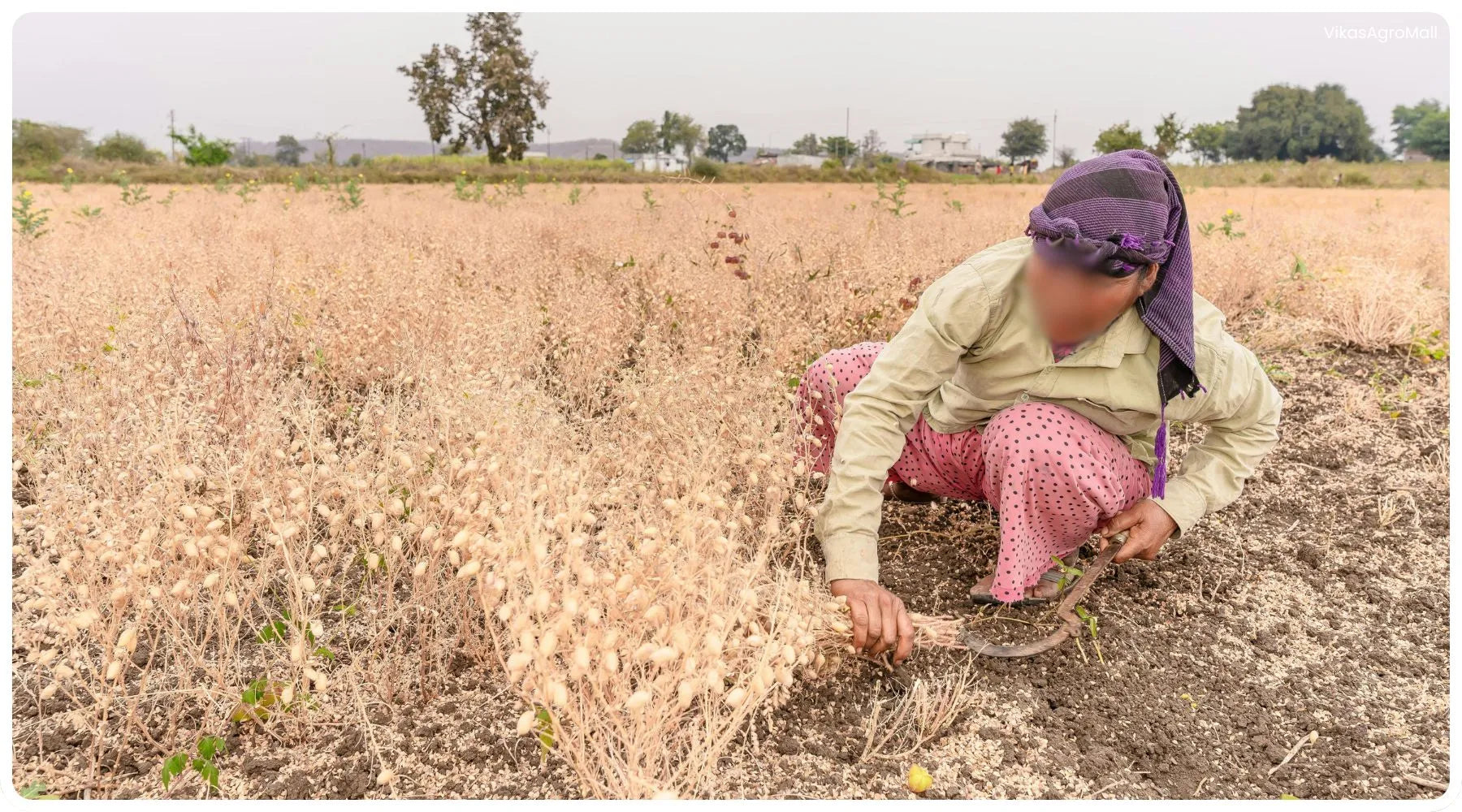 Woman working in a field with sickle harvesting crops. Trees in the background.