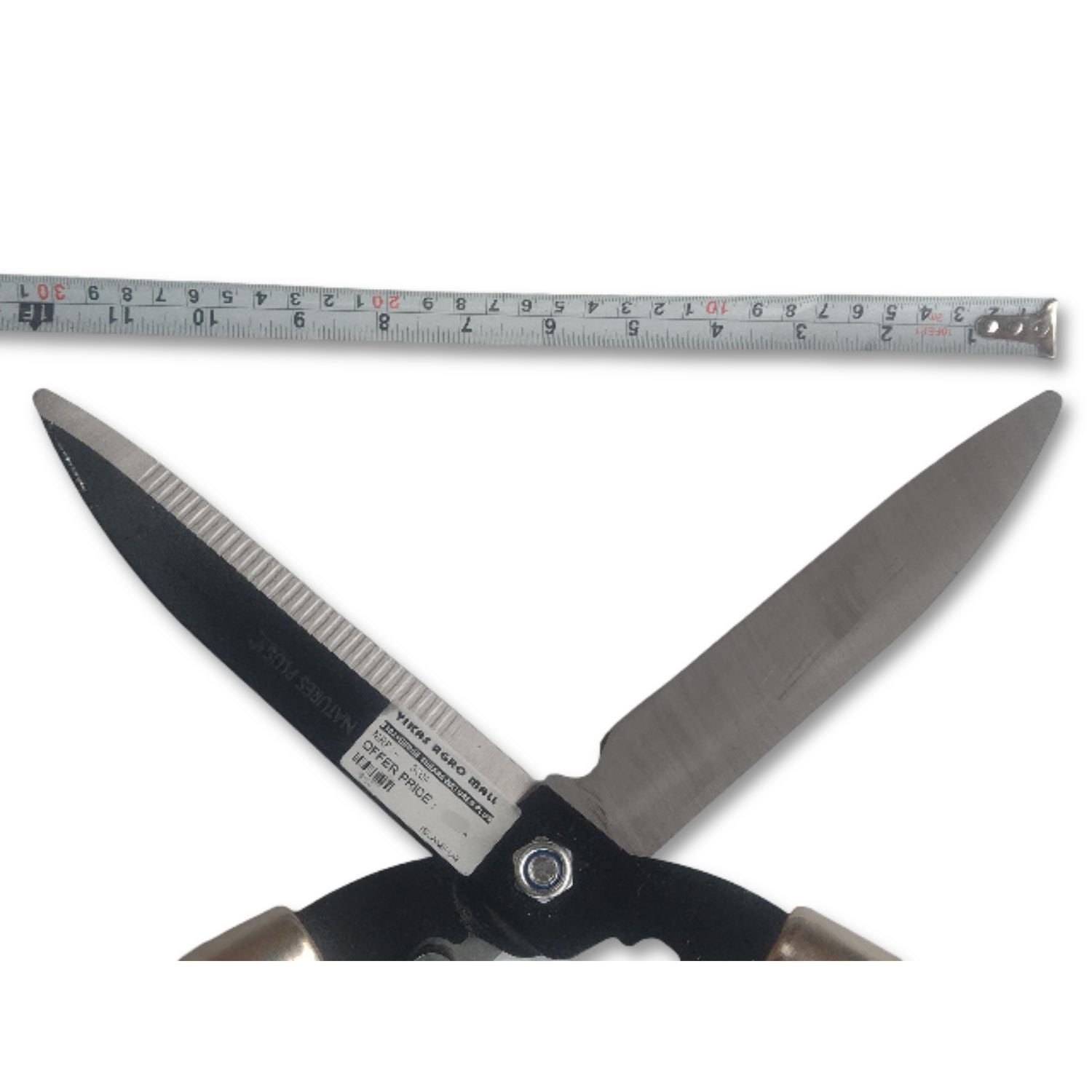 Pair of garden shears with a ruler for scale on a white background