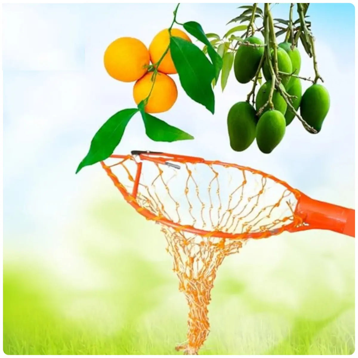 Orange fruit picker with oranges and green mangoes on a blurred background