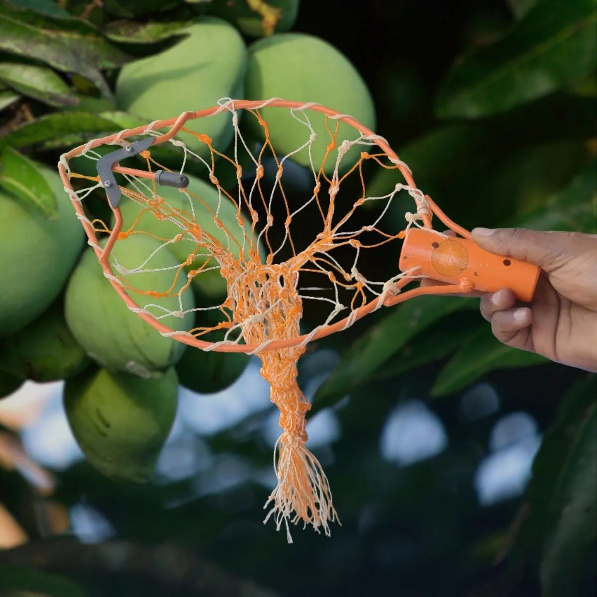 Orange net being used to pick green mangoes from a tree