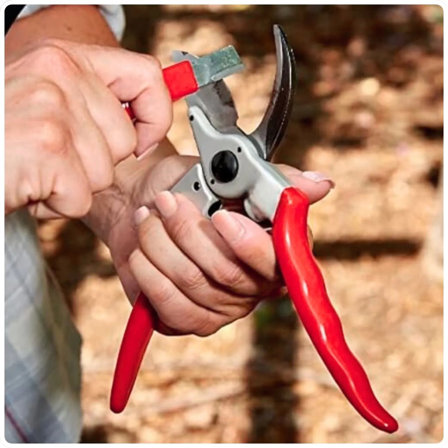 Person holding a red-handled sharpening tool to sharpen pruning secateur with a blurred natural background