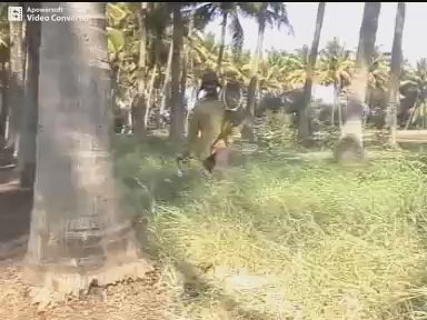 Coconut tree cllimber machine practical video of using the machine