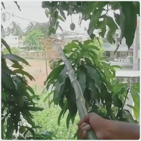 Mango harvesting demonstration video - vikas agro mall