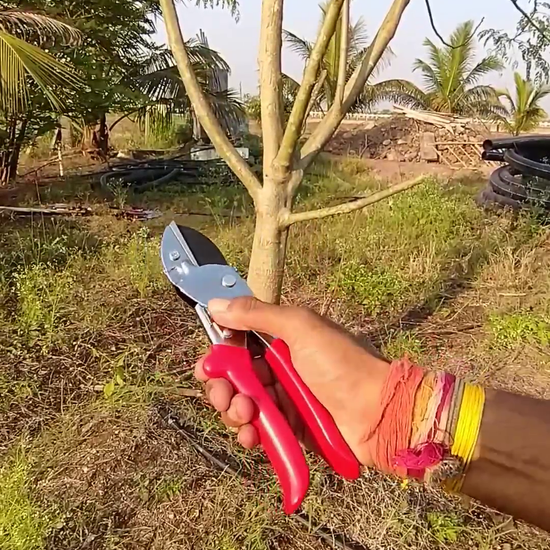 Sunya Anvil Pruner used to trim small branches demo at vikas agro mall
