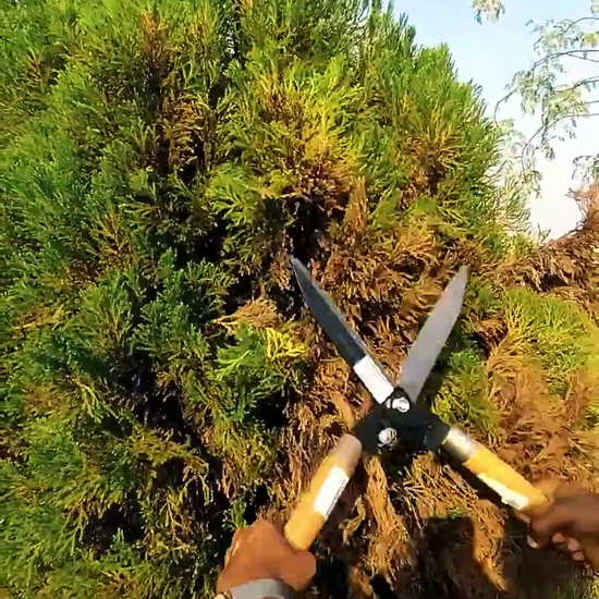 wooden hedge shear used to trim shrubs