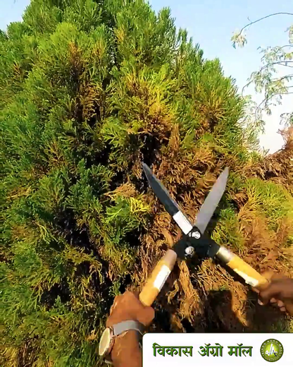 wooden hedge shear used to trim shrubs