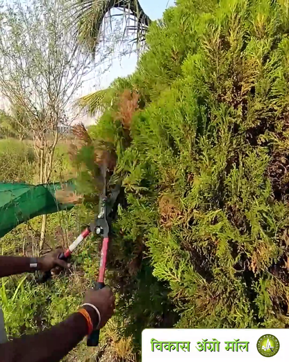 Sunya hedge shear used to trim decorative plant