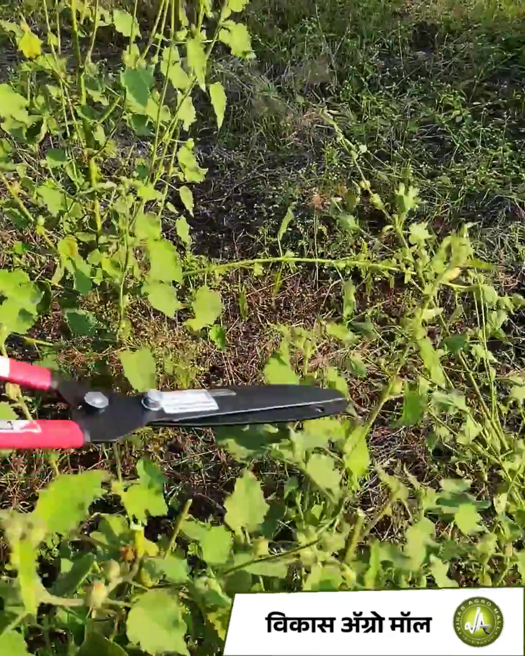 Sunya Hedge shear- Vikas Agro Mall