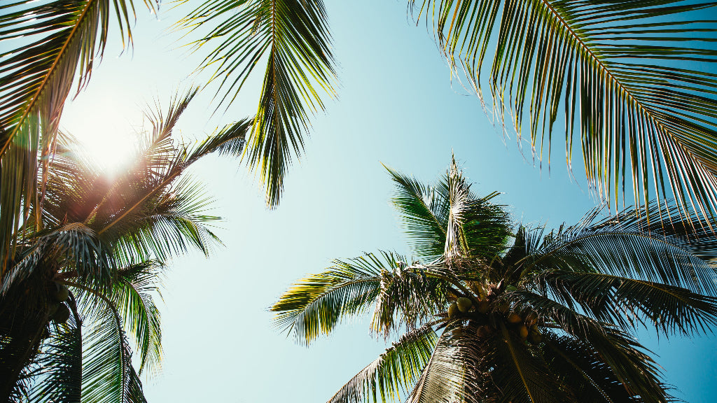 Coconut tree image - Vikas Agro Mall